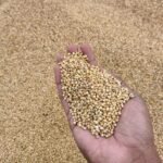 Cholam