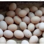 Country Egg