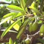 இலுப்பை/Iuppai Oil