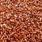 Navara rice